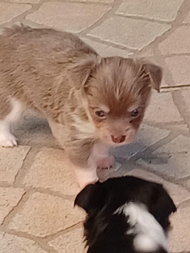 Du Royaume D'ydelmac - Chiots disponibles - Chihuahua