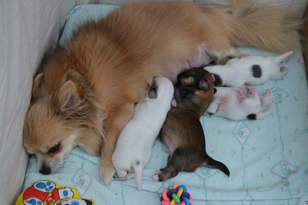 Chiot Chihuahua Du Royaume D'ydelmac
