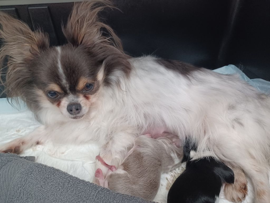 Chiot Chihuahua Du Royaume D'ydelmac